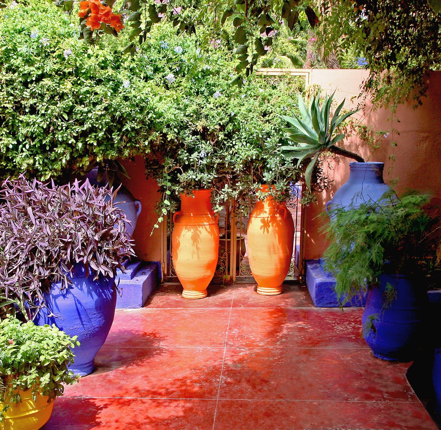 Santolina, Globe, Clay Pot - View 20 from www redcrocus com