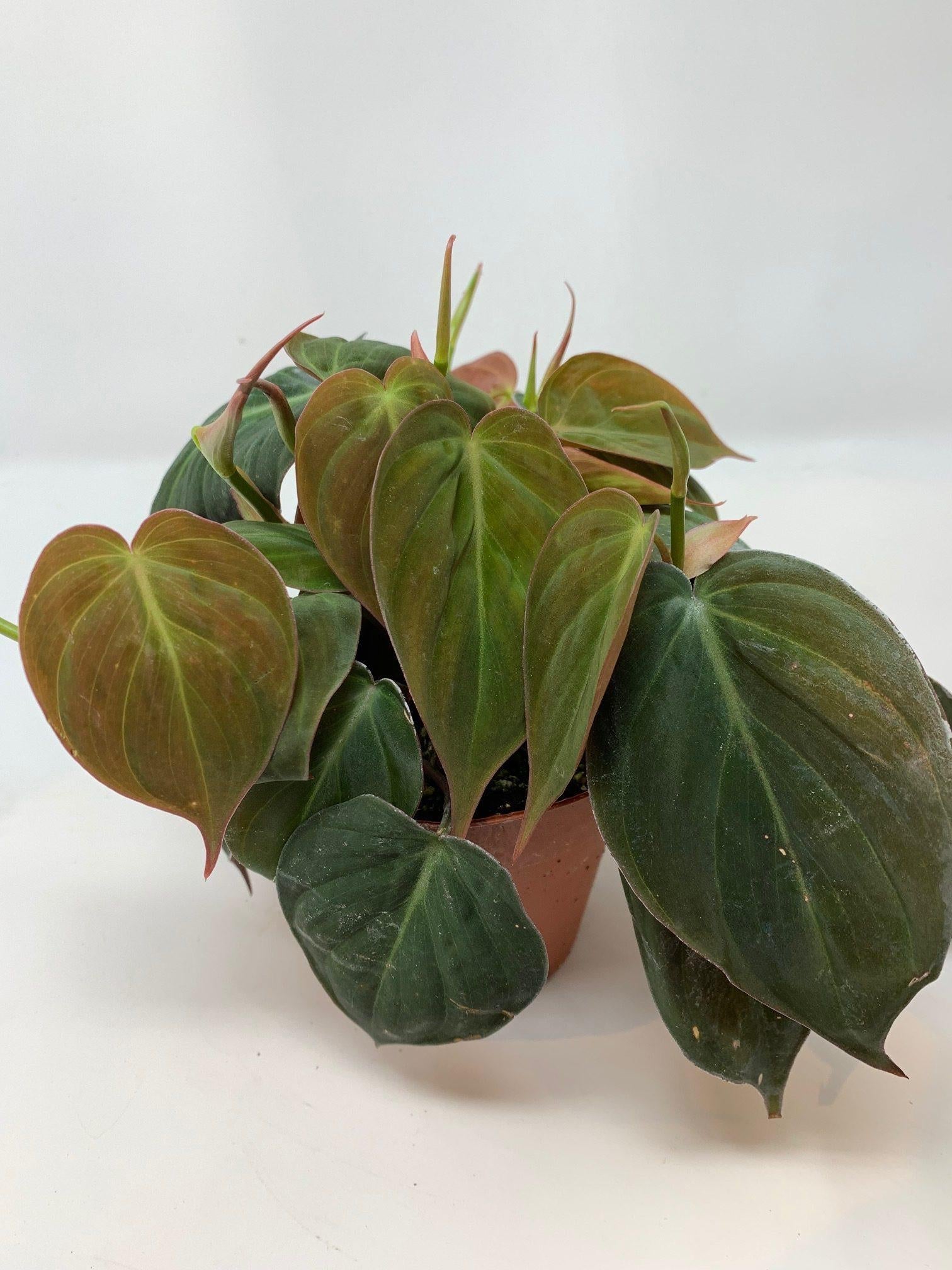 Philodendron Micans - View 12 from www redcrocus com