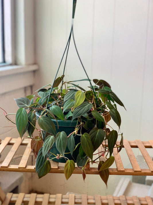 Philodendron Micans - View 1 from www redcrocus com