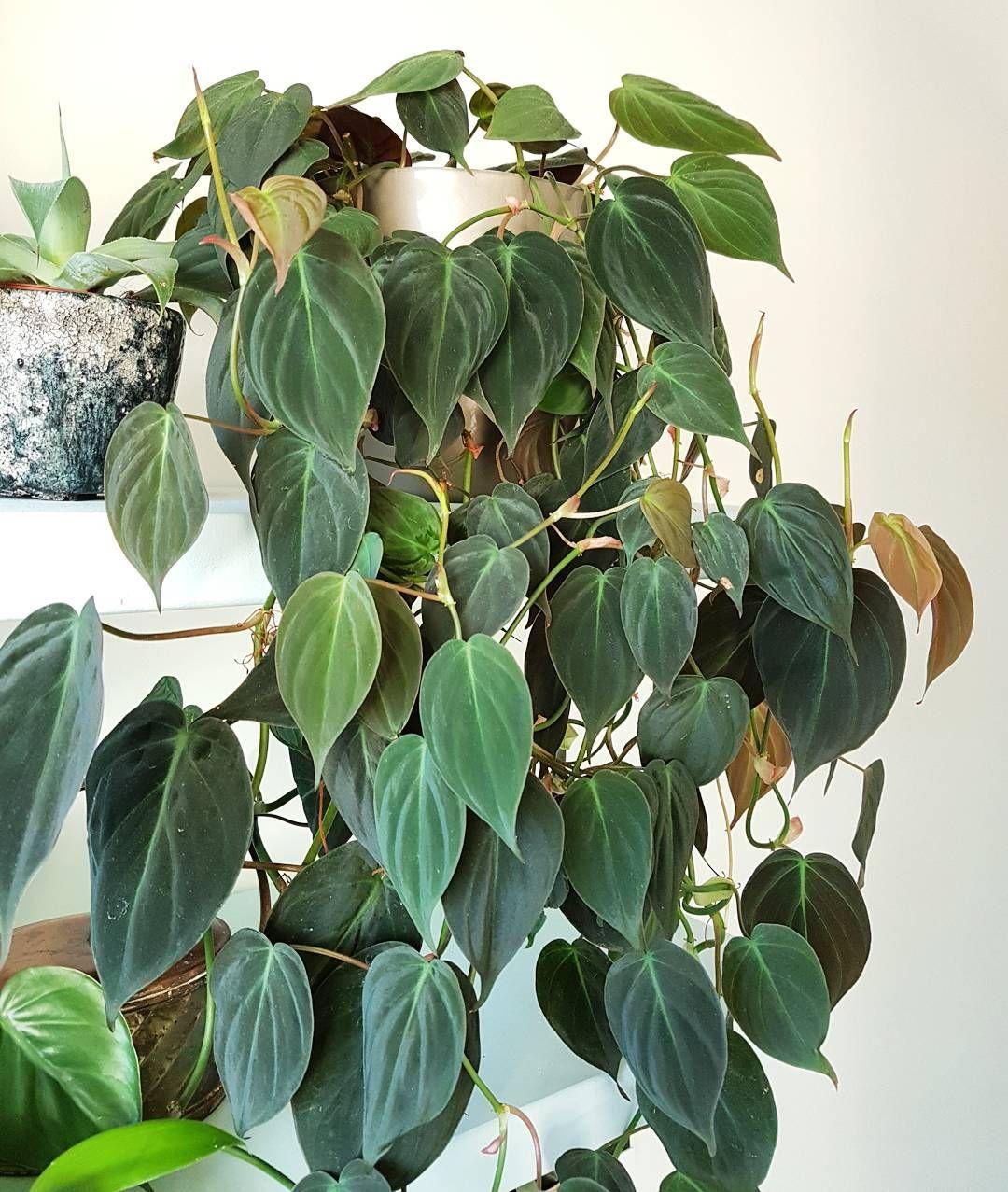 Philodendron Micans - View 4 from www redcrocus com