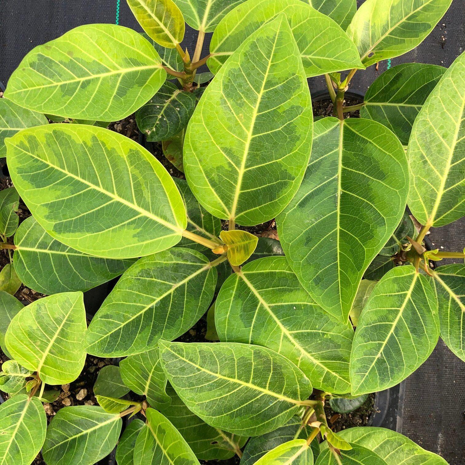 Ficus Altissima Yellow Gem - View 11 from www redcrocus com