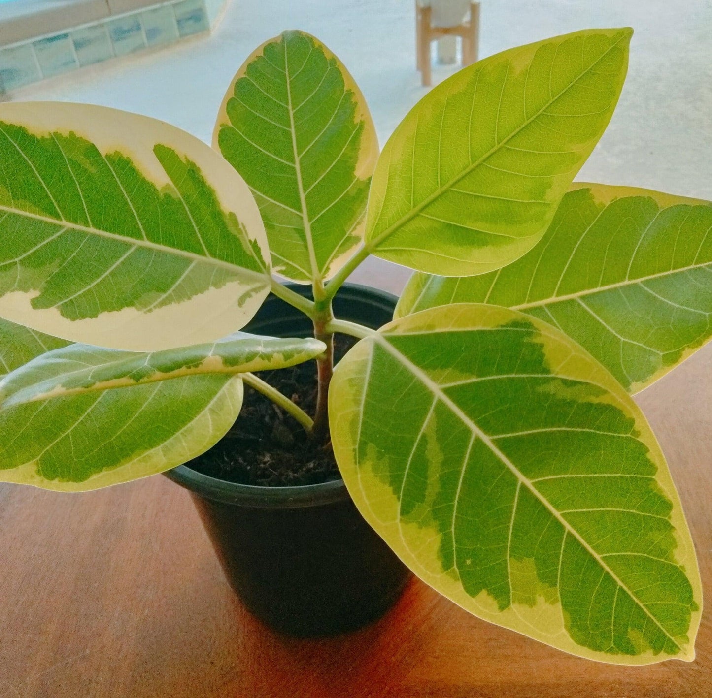Ficus Altissima Yellow Gem - View 14 from www redcrocus com