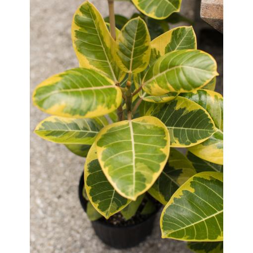 Ficus Altissima Yellow Gem - View 15 from www redcrocus com