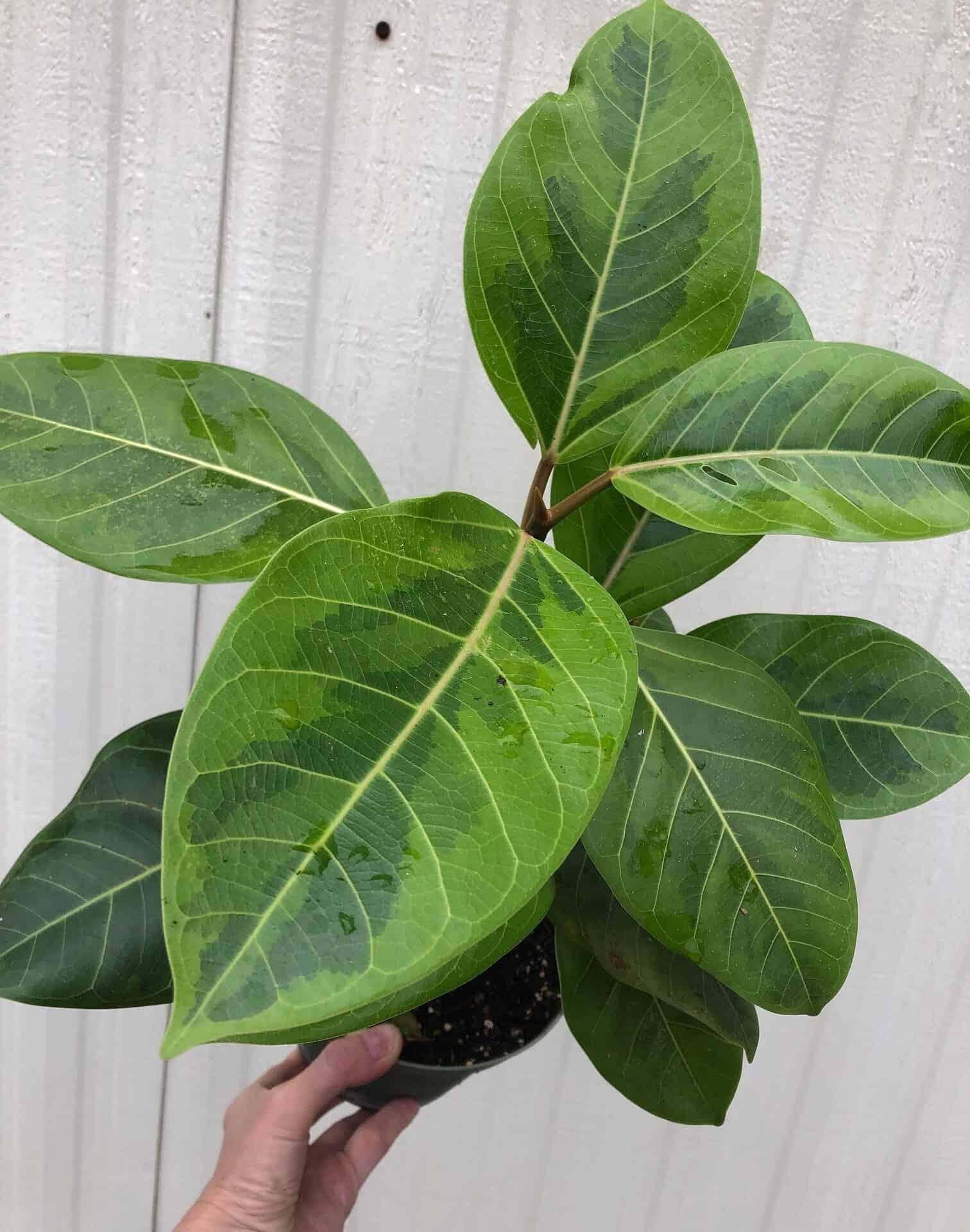 Ficus Altissima Yellow Gem - View 18 from www redcrocus com