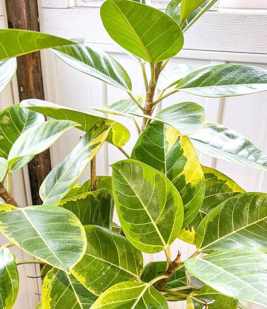 Ficus Altissima Yellow Gem - View 1 from www redcrocus com
