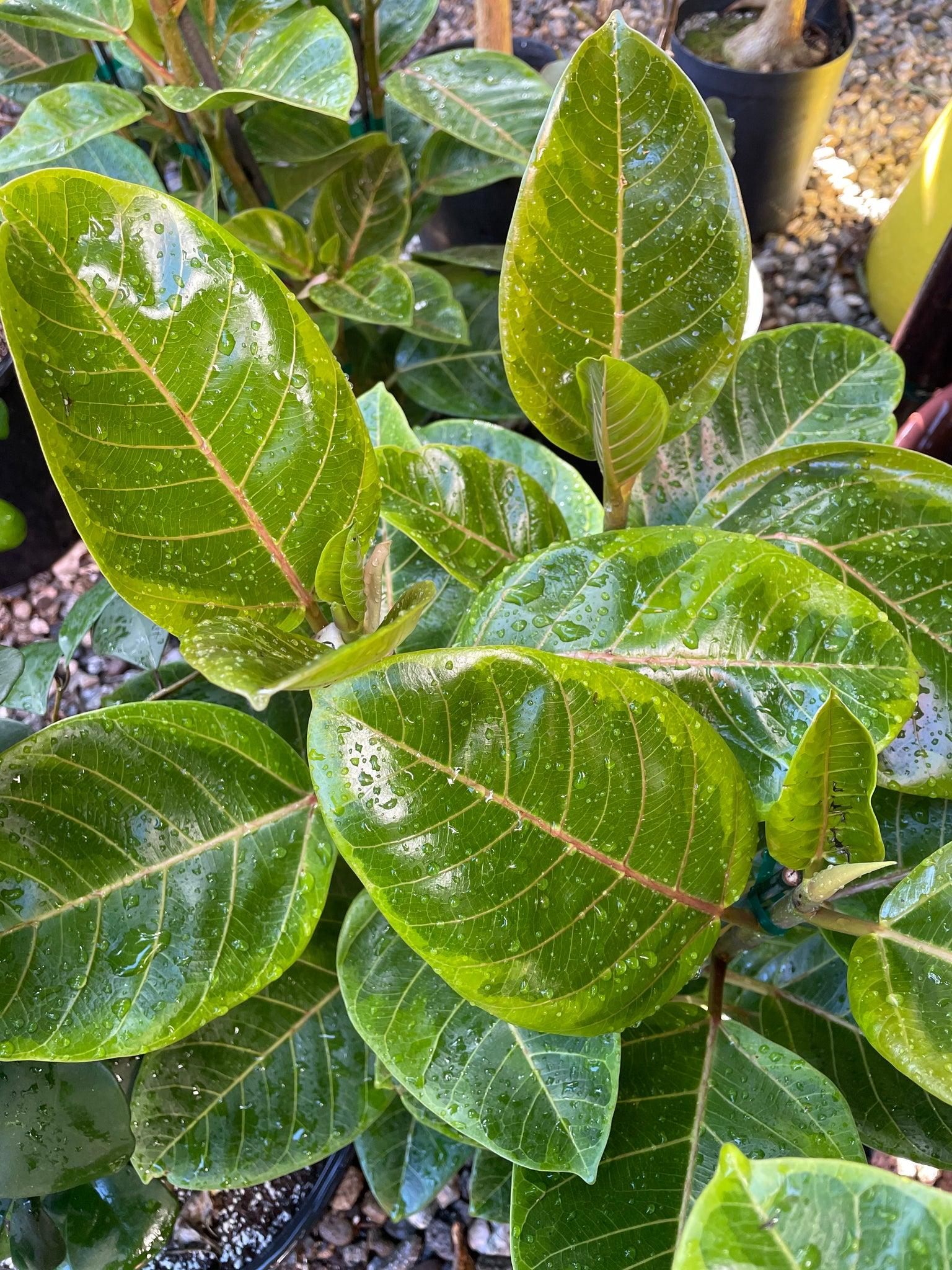 Ficus Altissima Yellow Gem - View 2 from www redcrocus com