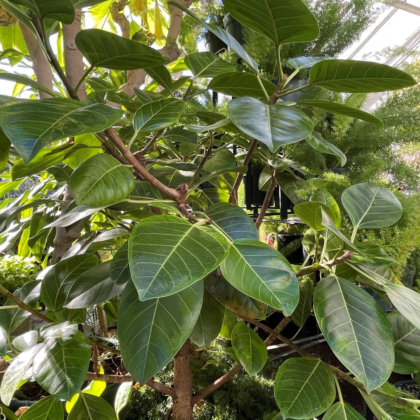 Ficus Altissima Yellow Gem - View 4 from www redcrocus com