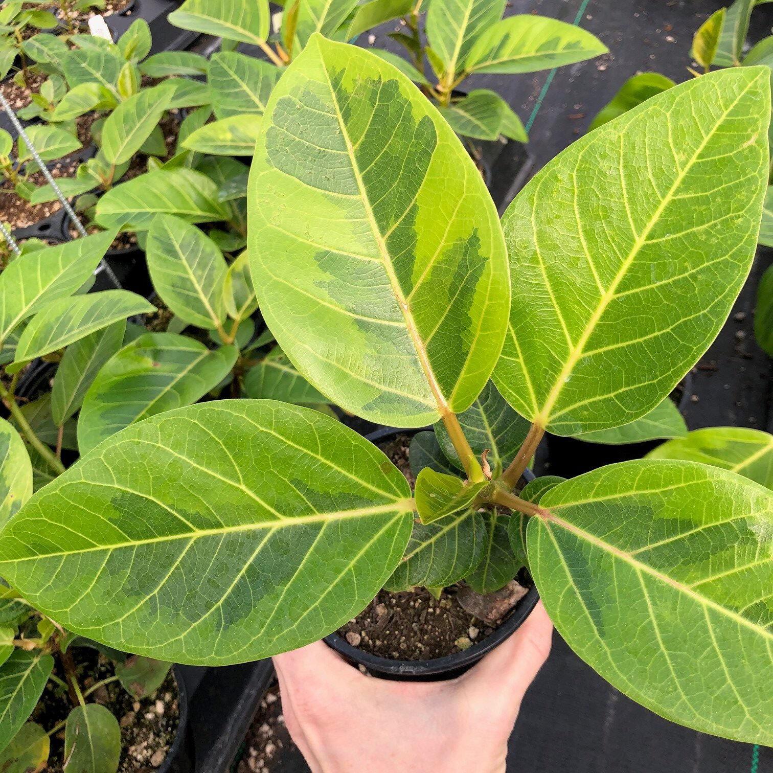 Ficus Altissima Yellow Gem - View 9 from www redcrocus com