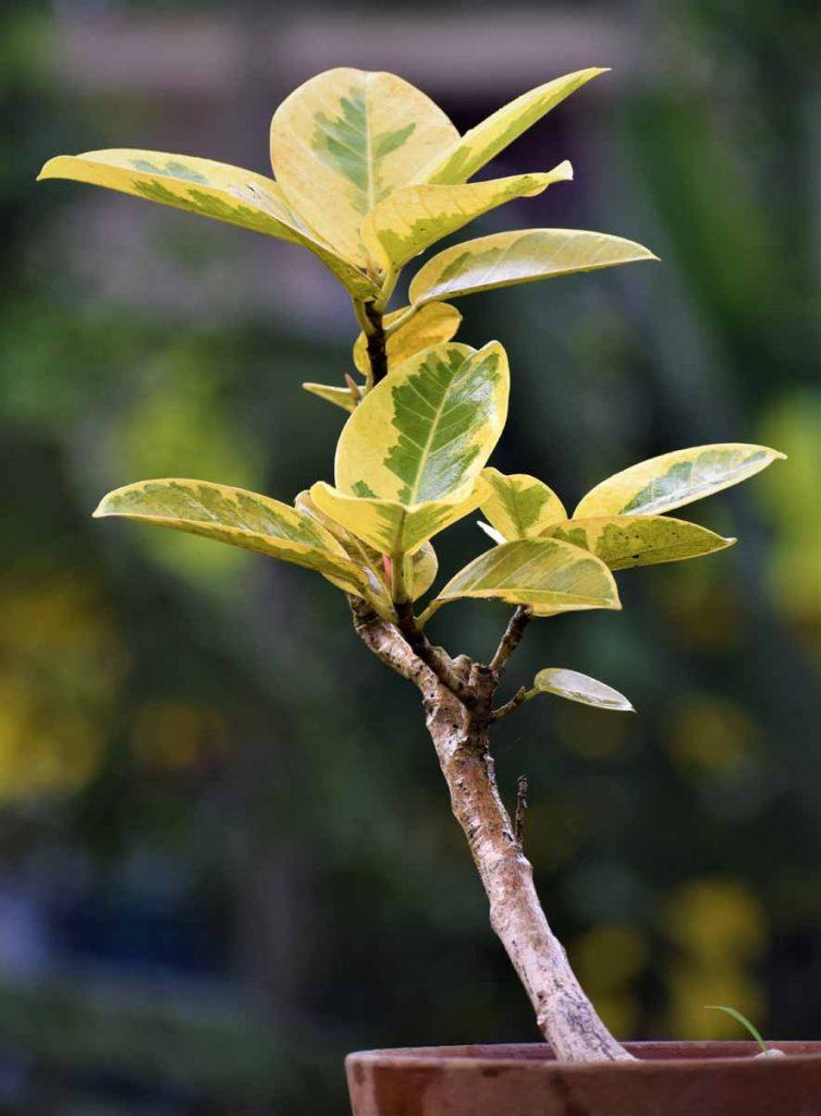 Ficus Altissima 'yellow Gem' - View 12 from www redcrocus com