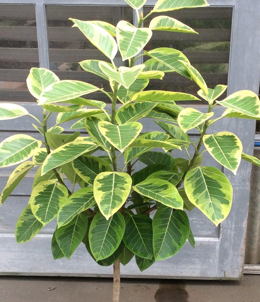 Ficus Altissima 'yellow Gem' - View 18 from www redcrocus com
