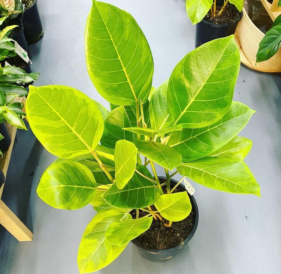 Ficus Altissima 'yellow Gem' - View 2 from www redcrocus com