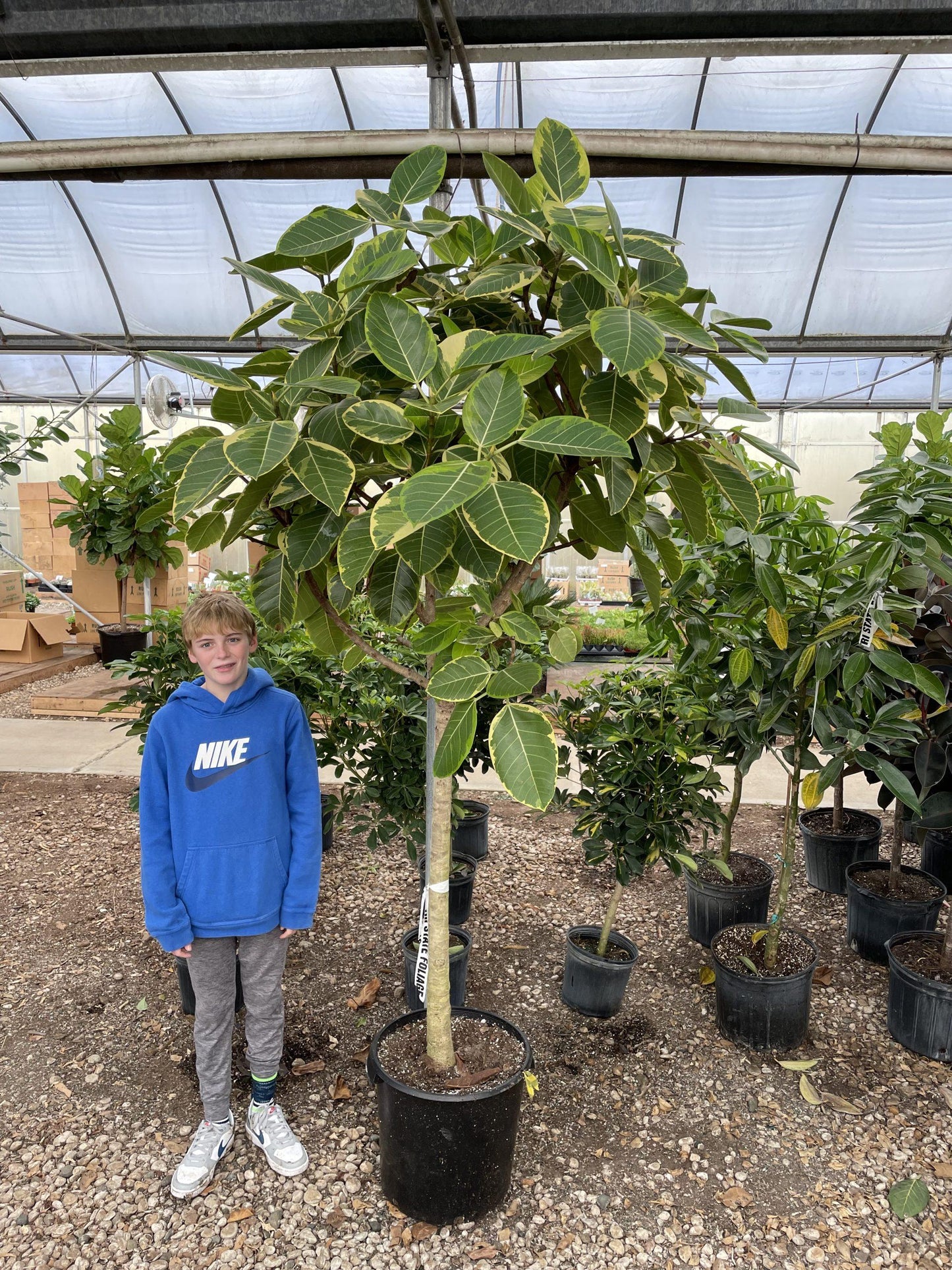 Ficus Altissima 'yellow Gem' - View 5 from www redcrocus com