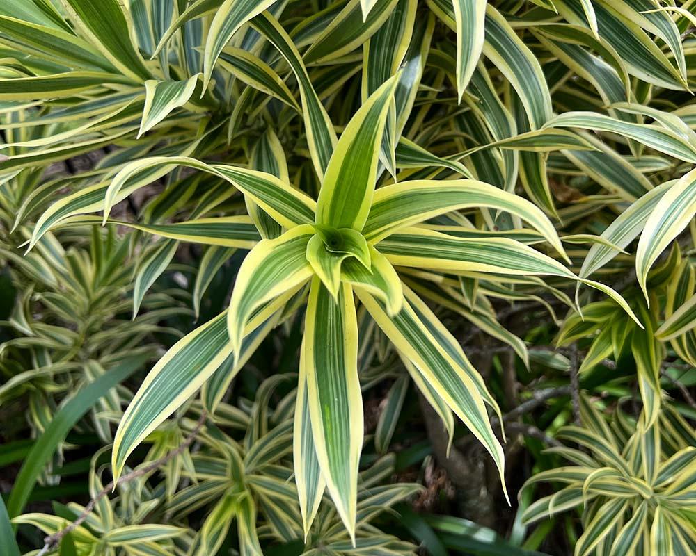 Dracaena Reflexa - View 11 from www redcrocus com