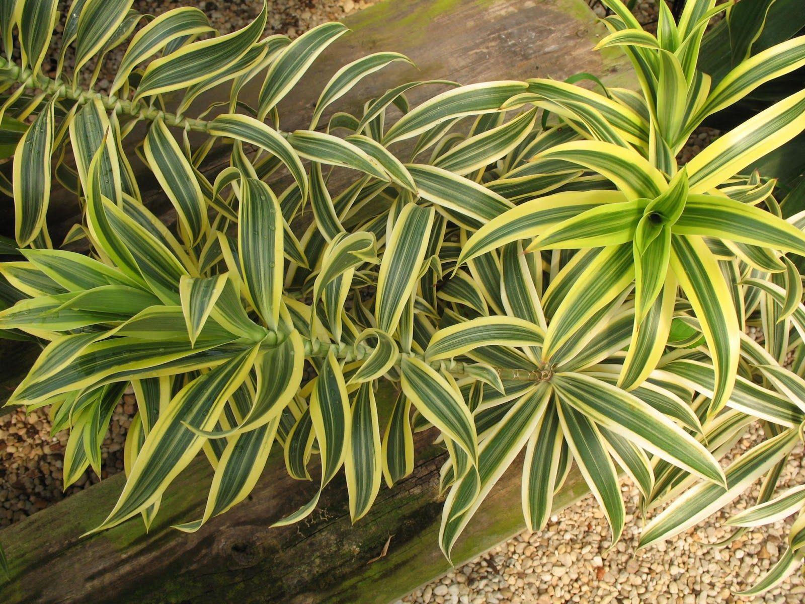 Dracaena Reflexa - View 12 from www redcrocus com
