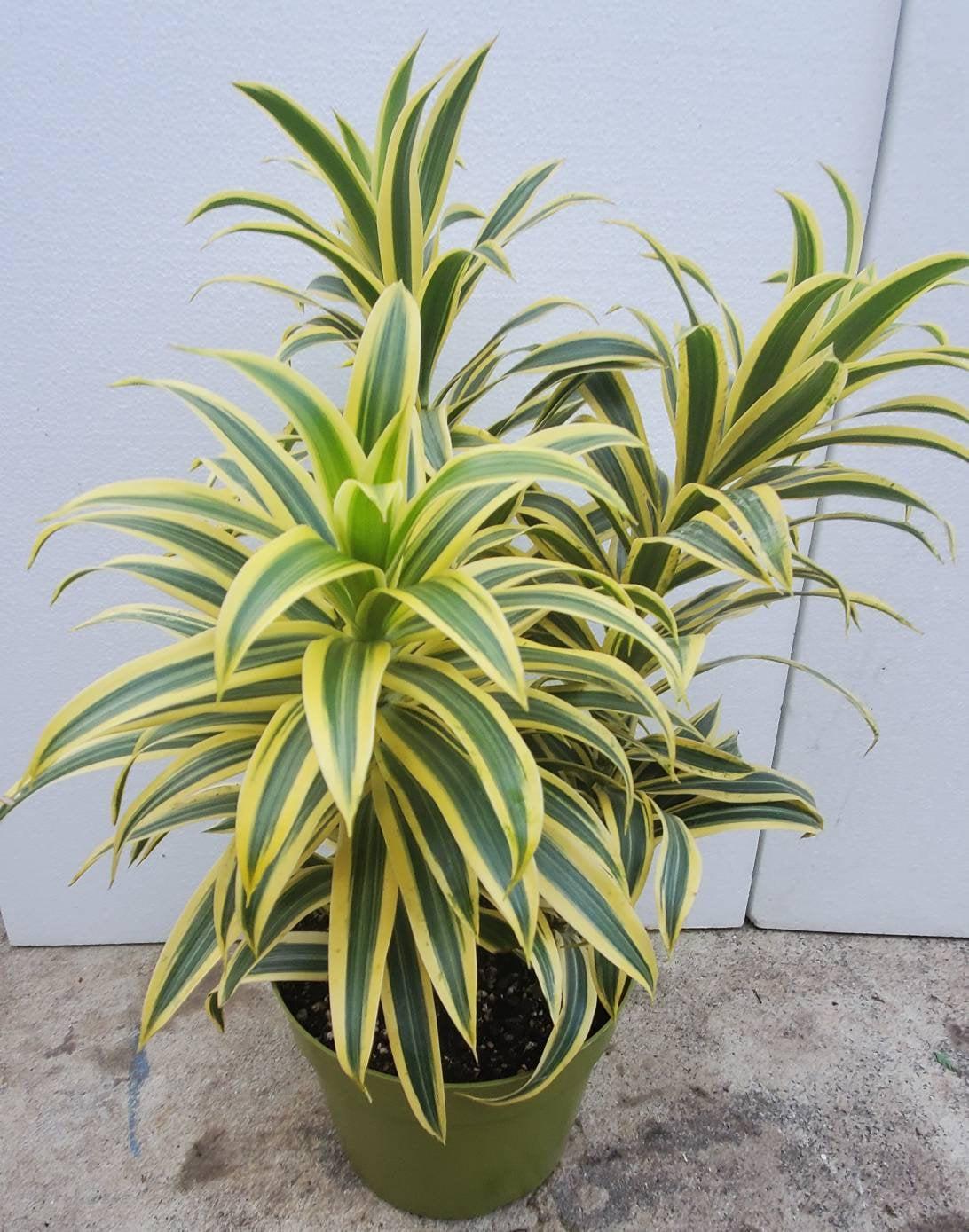 Dracaena Reflexa - View 13 from www redcrocus com