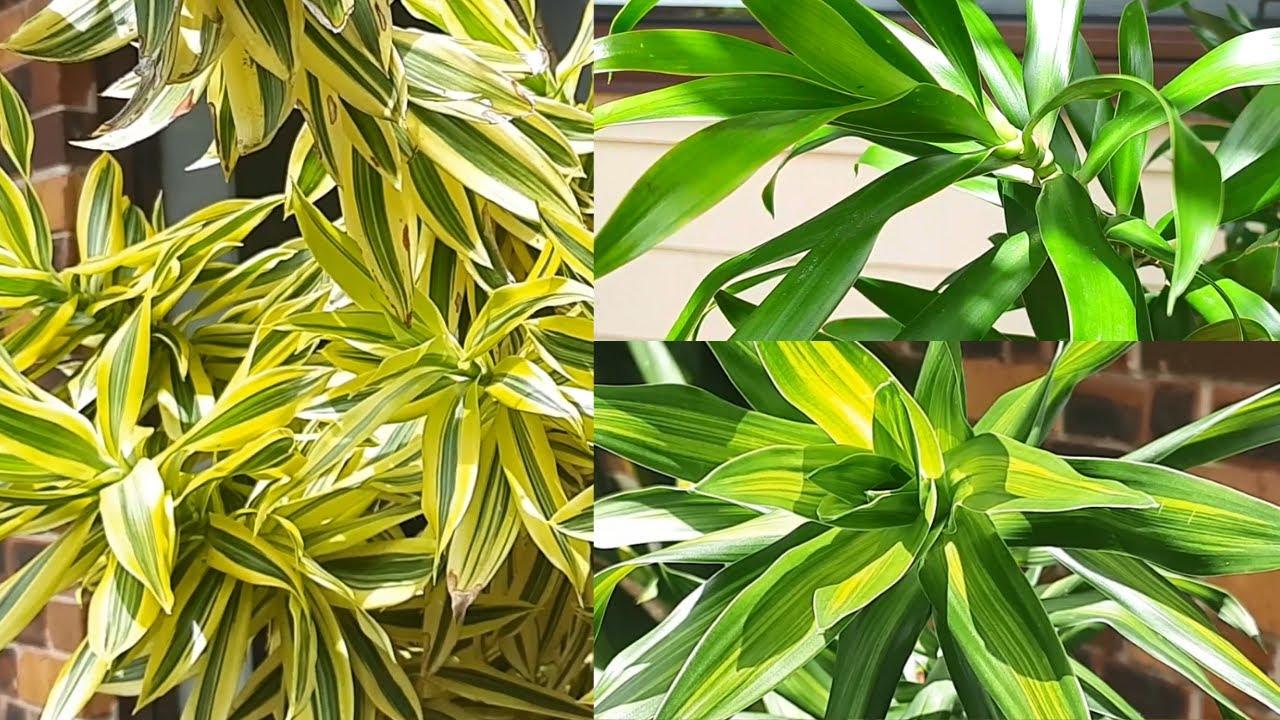 Dracaena Reflexa - View 19 from www redcrocus com