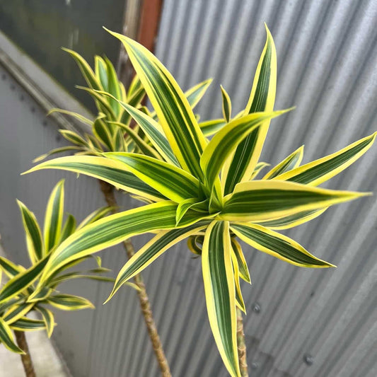 Dracaena Reflexa - View 1 from www redcrocus com