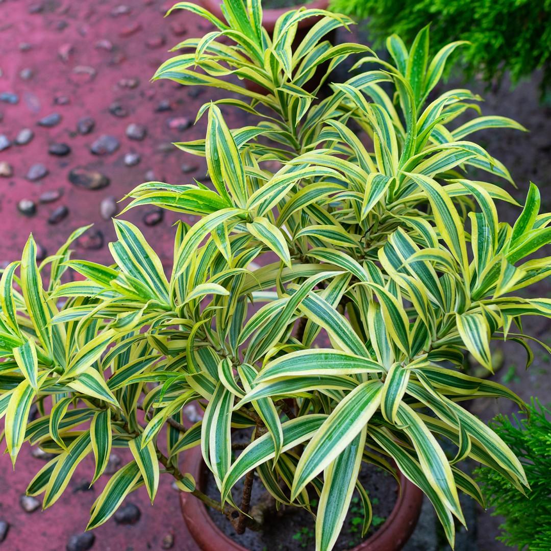 Dracaena Reflexa - View 20 from www redcrocus com