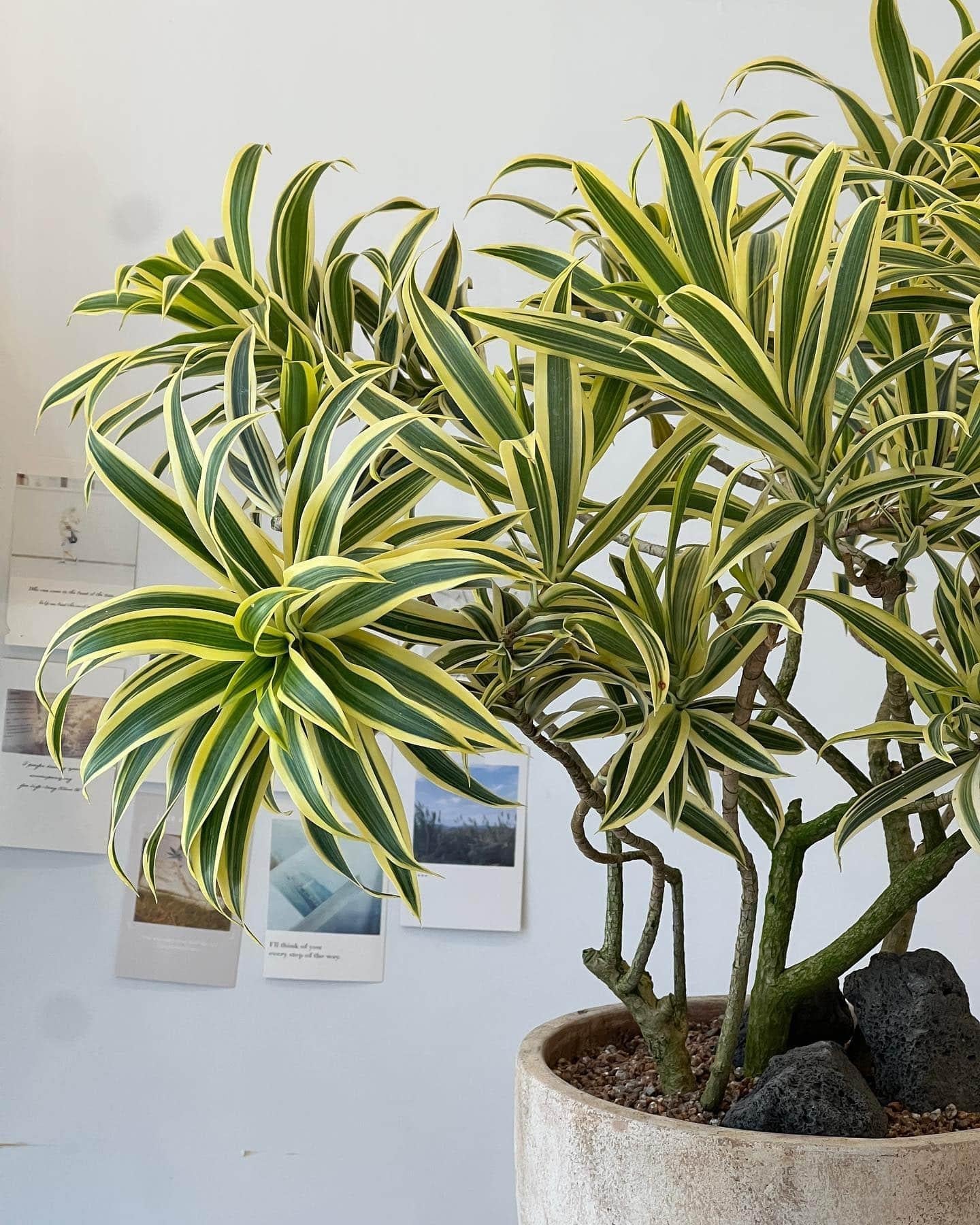Dracaena Reflexa - View 2 from www redcrocus com