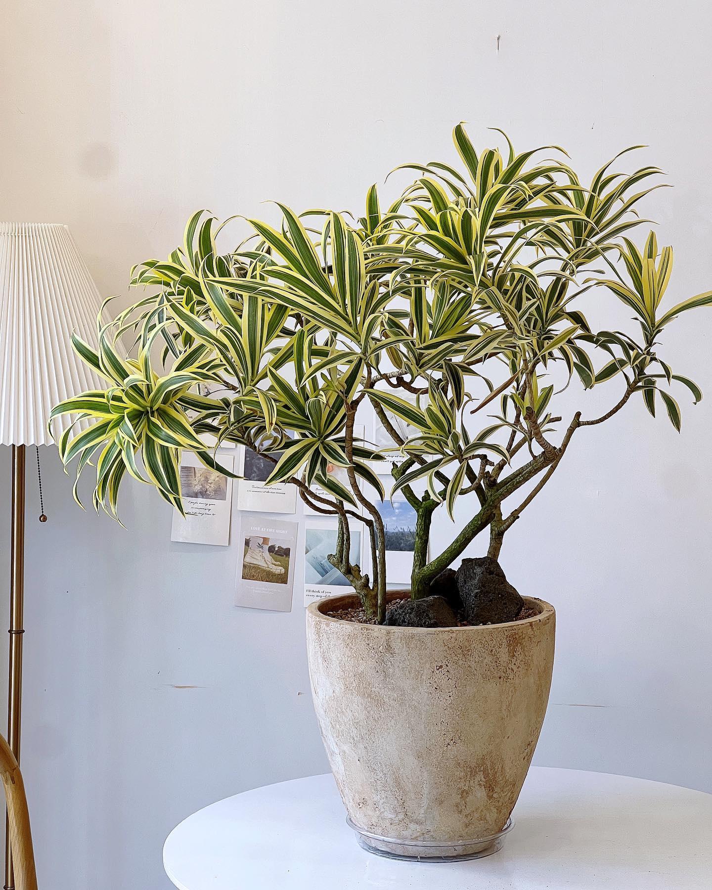 Dracaena Reflexa - View 4 from www redcrocus com