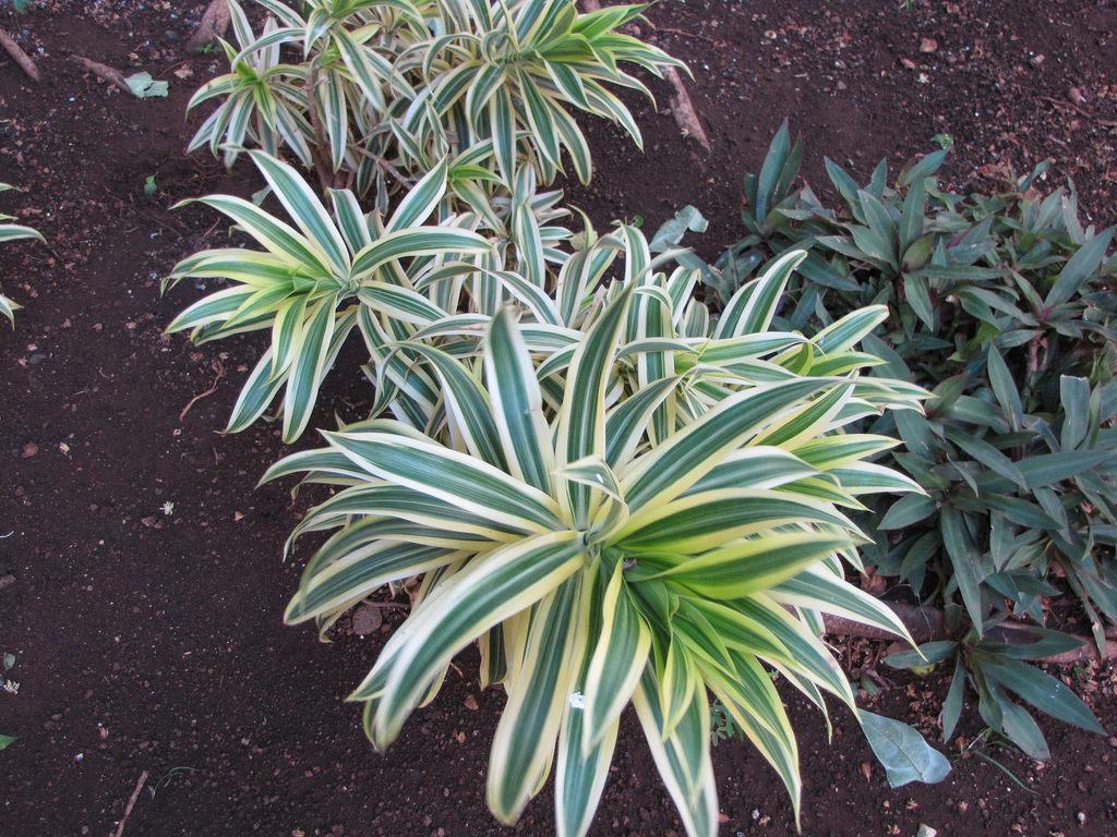 Dracaena Reflexa - View 6 from www redcrocus com