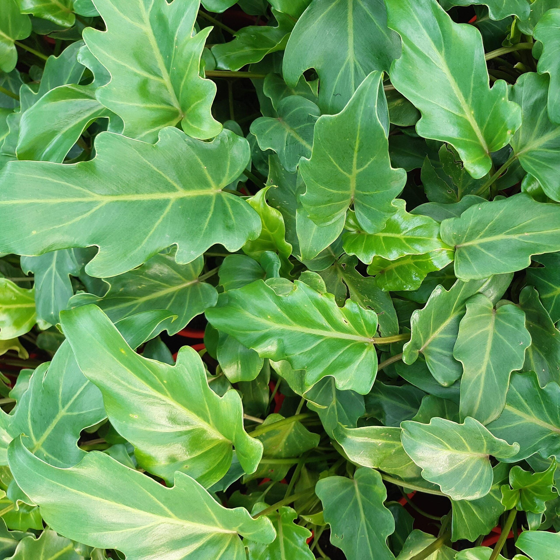 Philodendron Xanadu - View 10 from www redcrocus com