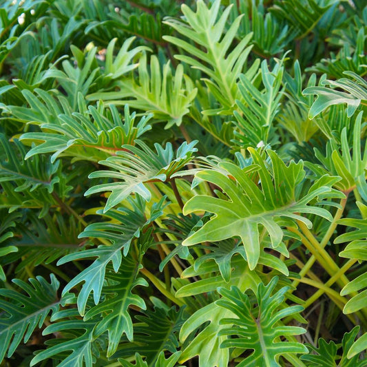 Philodendron Xanadu - View 12 from www redcrocus com