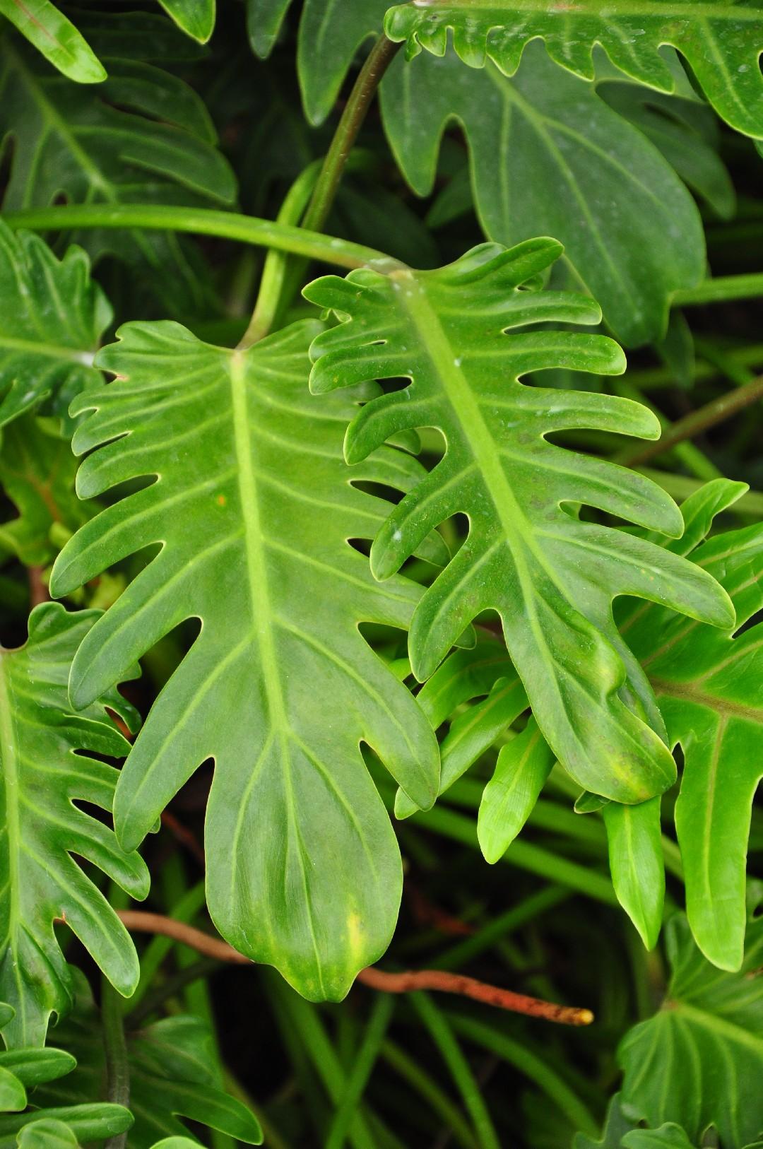 Philodendron Xanadu - View 15 from www redcrocus com