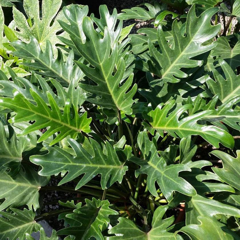 Philodendron Xanadu - View 16 from www redcrocus com