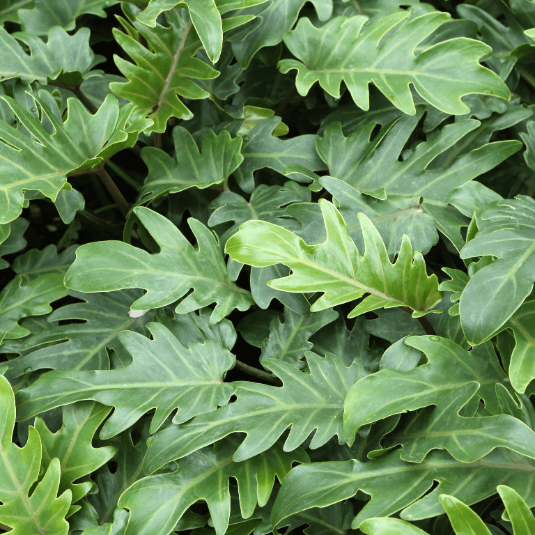 Philodendron Xanadu - View 17 from www redcrocus com