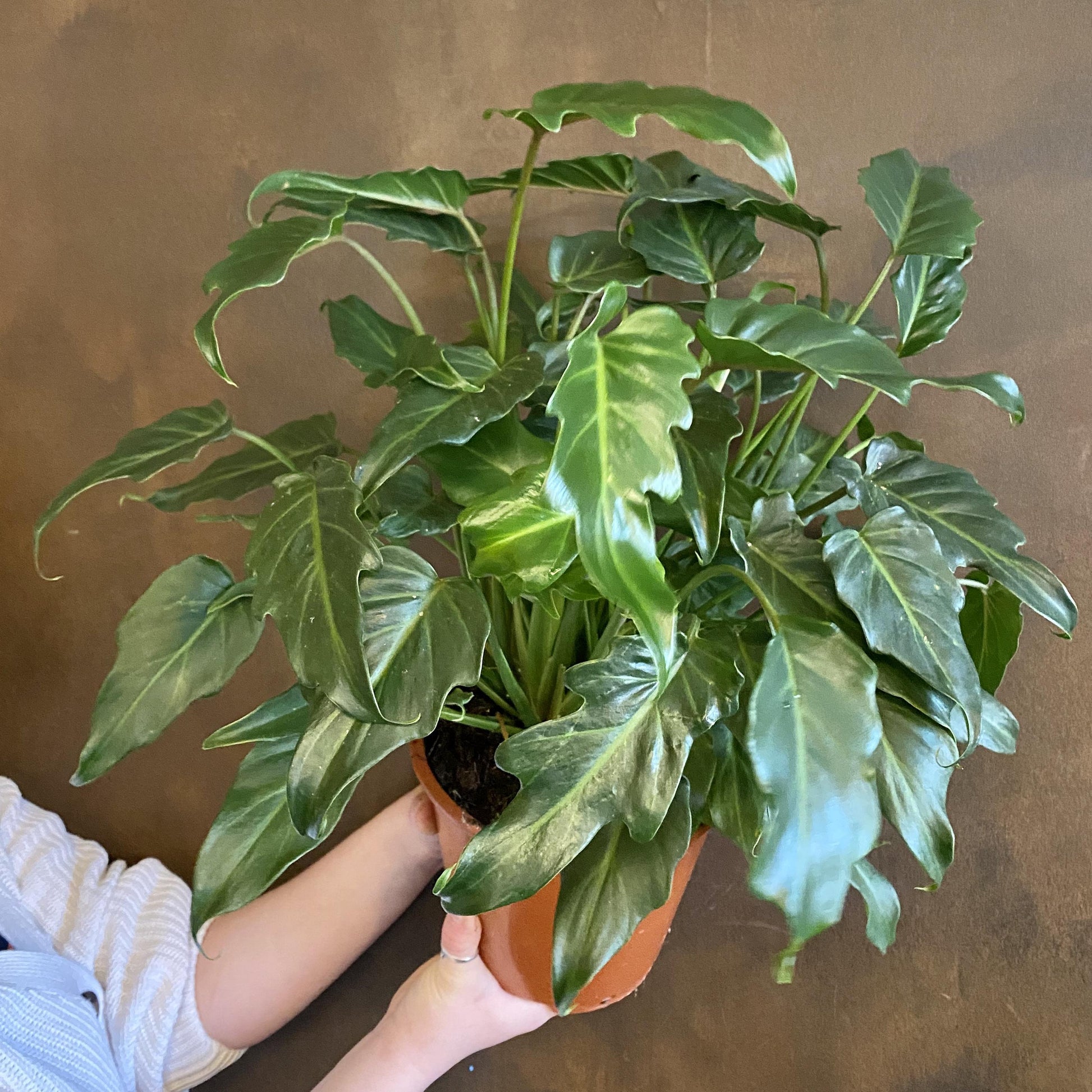 Philodendron Xanadu - View 19 from www redcrocus com