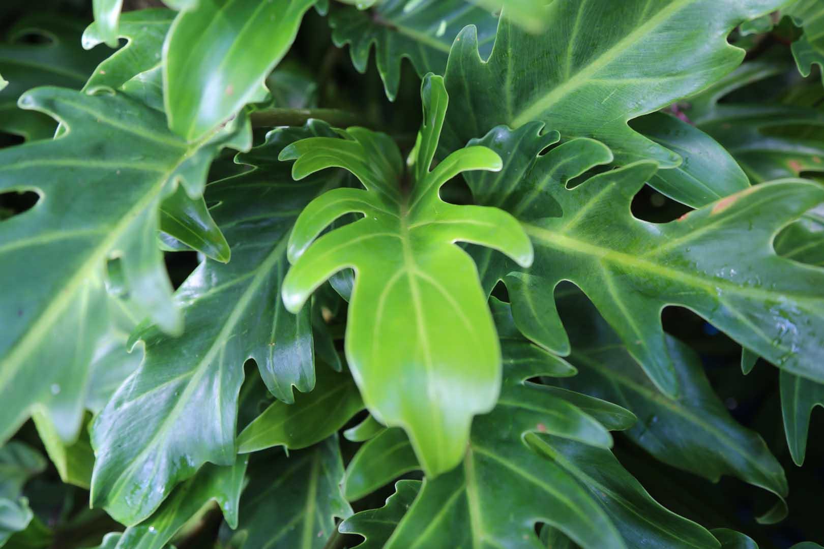 Philodendron Xanadu - View 3 from www redcrocus com