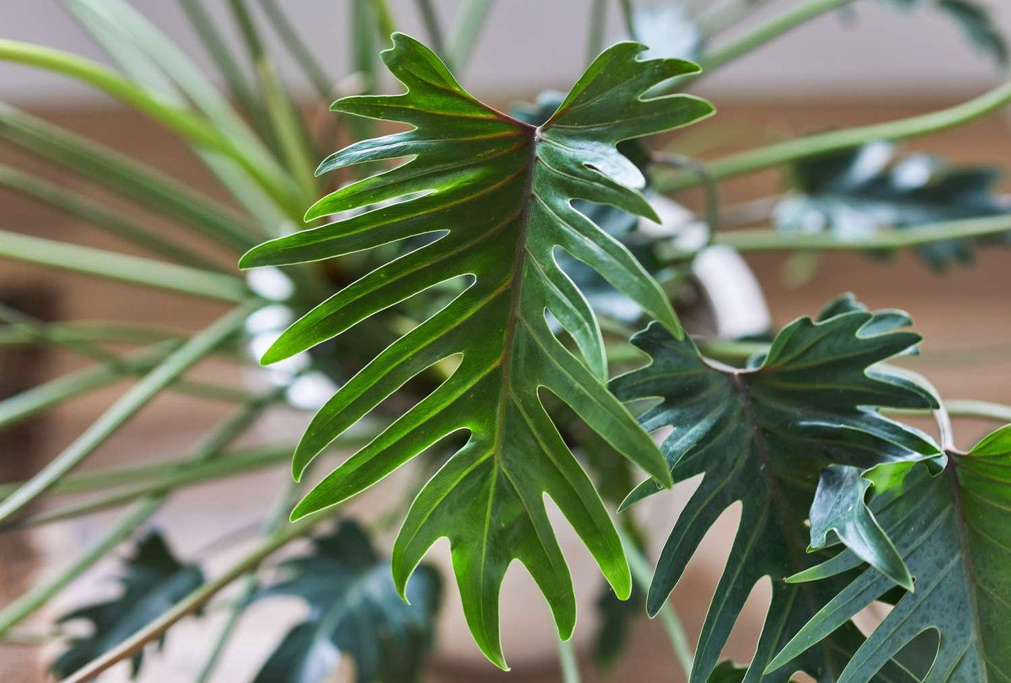 Philodendron Xanadu - View 5 from www redcrocus com
