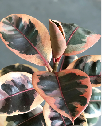 Ficus Elastica 'ruby' - View 10 from www redcrocus com