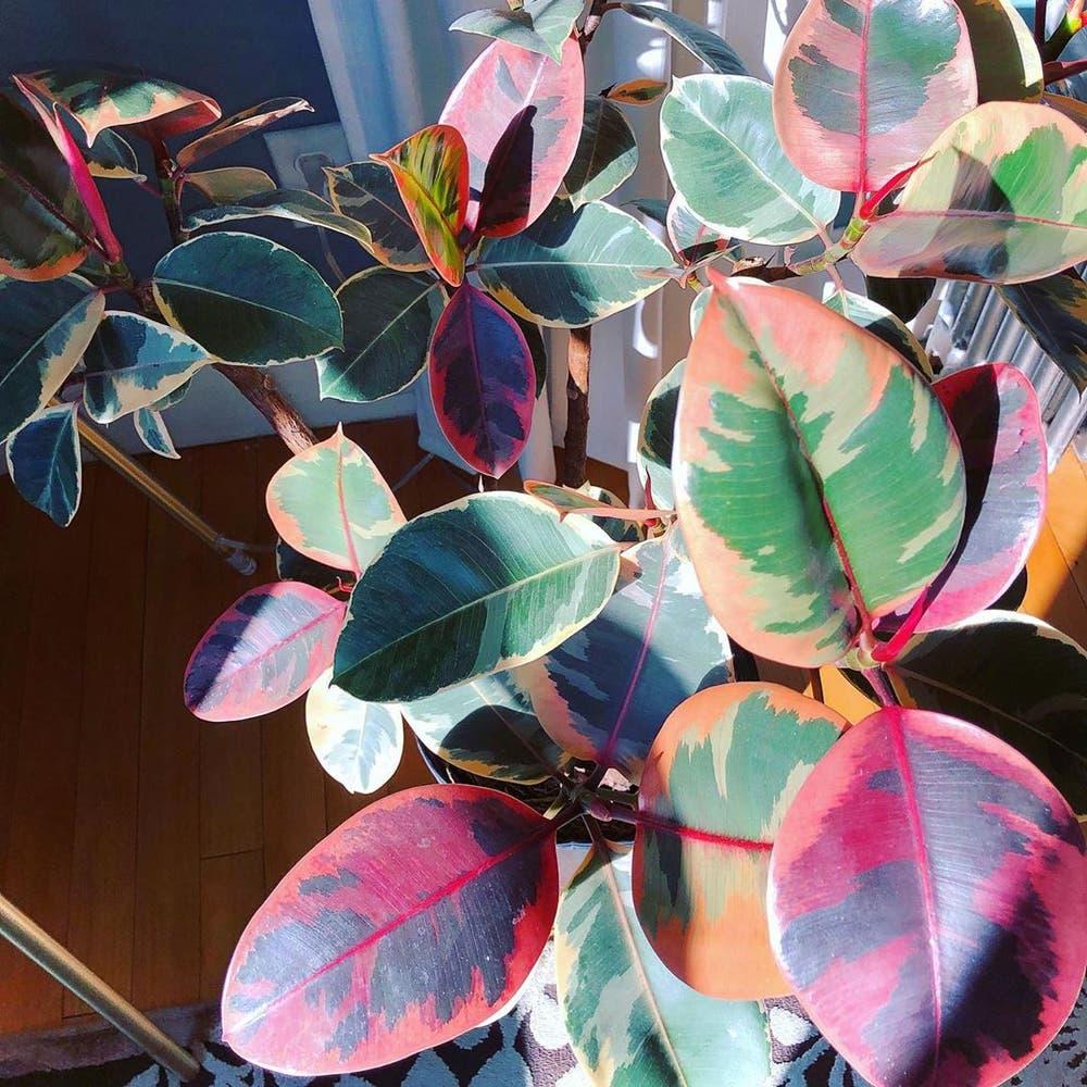 Ficus Elastica 'ruby' - View 19 from www redcrocus com