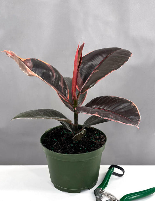 Ficus Elastica 'ruby' - View 1 from www redcrocus com