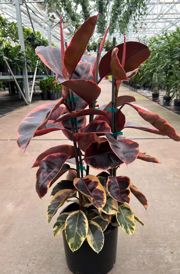 Ficus Elastica 'ruby' - View 8 from www redcrocus com