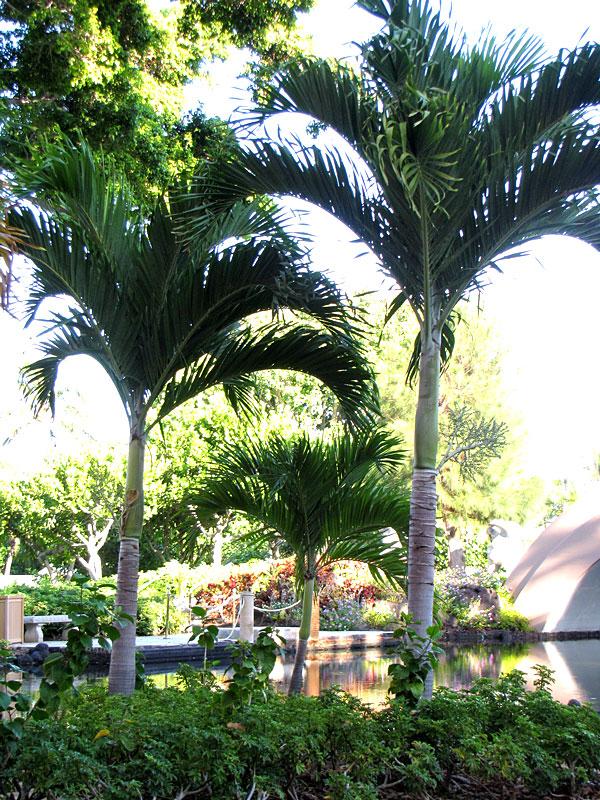 Palm Adonidia Merrillii Multi - View 10 from www redcrocus com