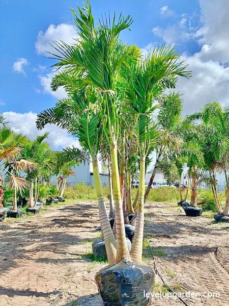 Palm Adonidia Merrillii Multi - View 16 from www redcrocus com