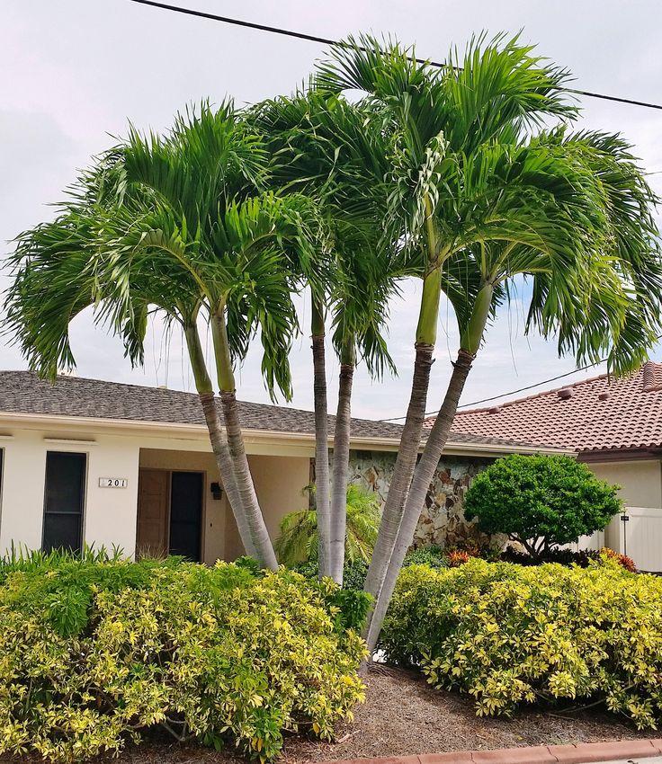 Palm Adonidia Merrillii Multi - View 18 from www redcrocus com