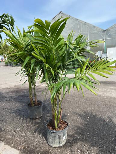 Palm Adonidia Merrillii Multi - View 19 from www redcrocus com