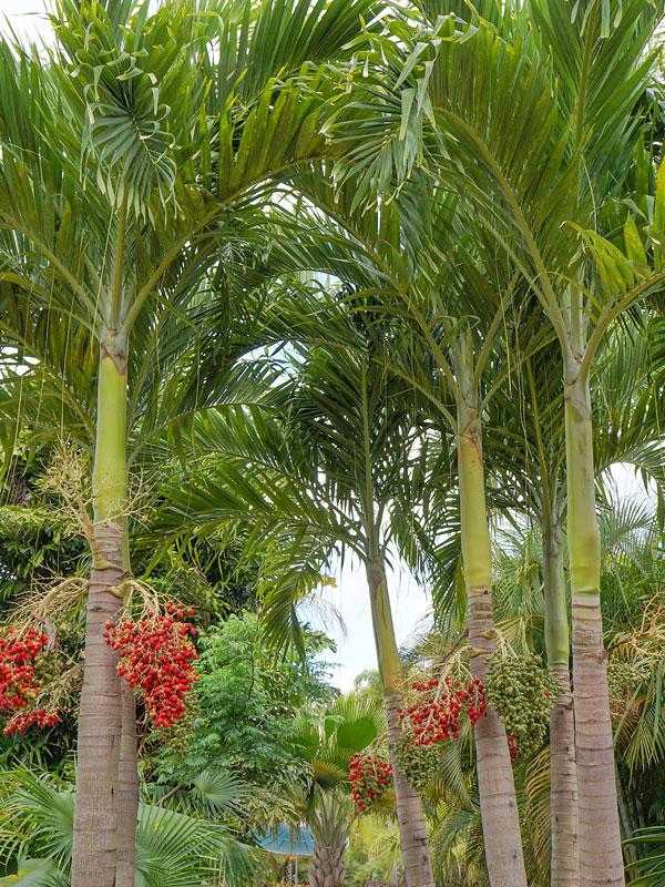 Palm Adonidia Merrillii Multi - View 1 from www redcrocus com