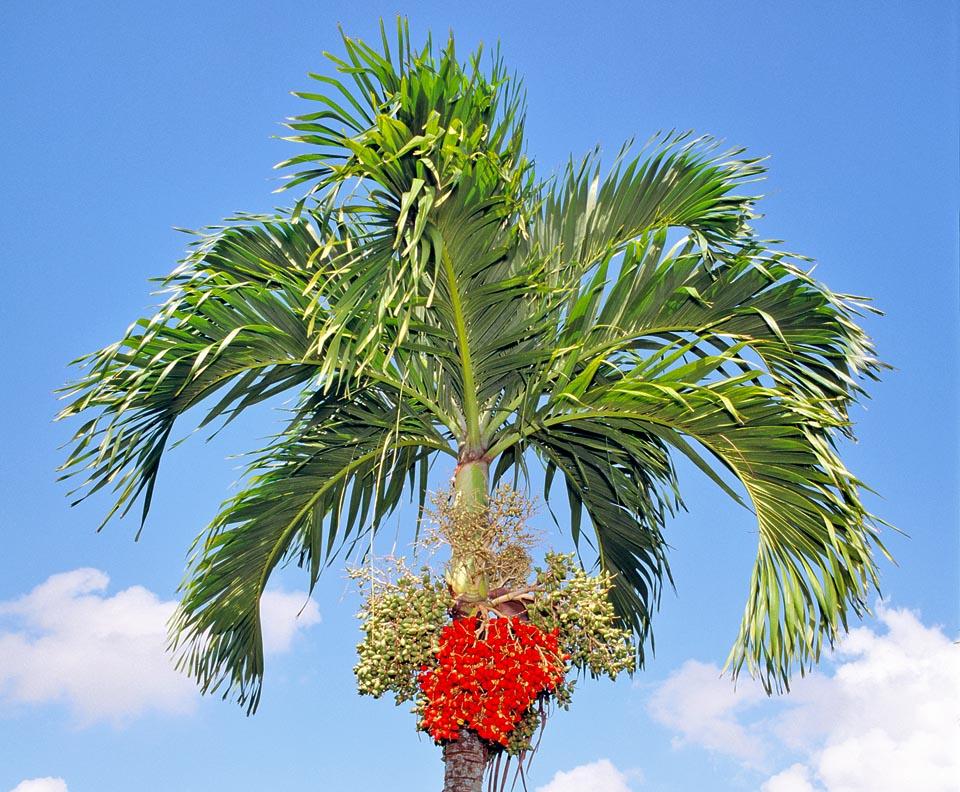Palm Adonidia Merrillii Multi - View 20 from www redcrocus com