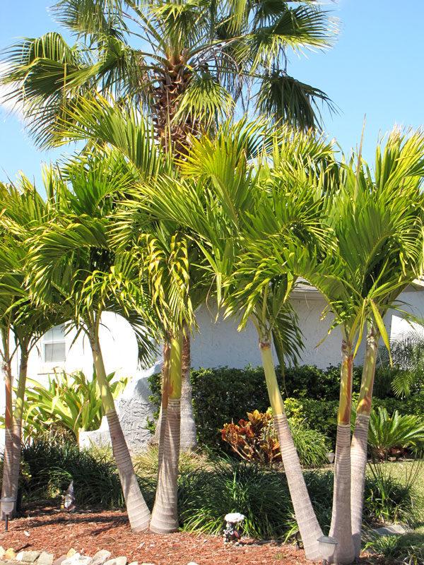 Palm Adonidia Merrillii Multi - View 2 from www redcrocus com