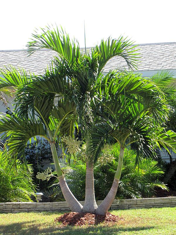 Palm Adonidia Merrillii Multi - View 3 from www redcrocus com