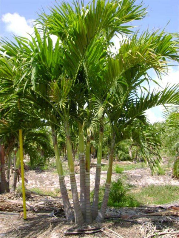 Palm Adonidia Merrillii Multi - View 6 from www redcrocus com