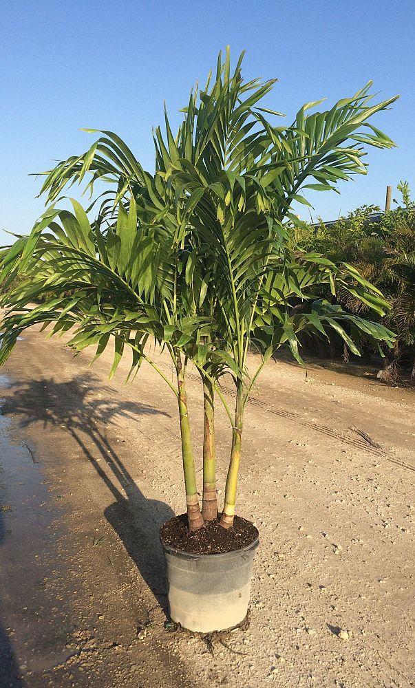 Palm Adonidia Merrillii Multi - View 9 from www redcrocus com