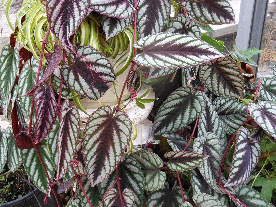 Cissus Discolor, Teepee - View 10 from www redcrocus com
