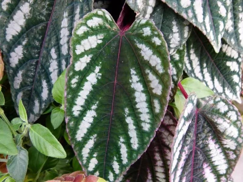 Cissus Discolor, Teepee - View 17 from www redcrocus com