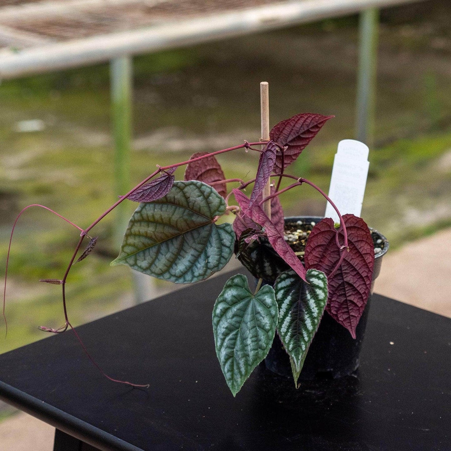 Cissus Discolor Teepee - View 10 from www redcrocus com